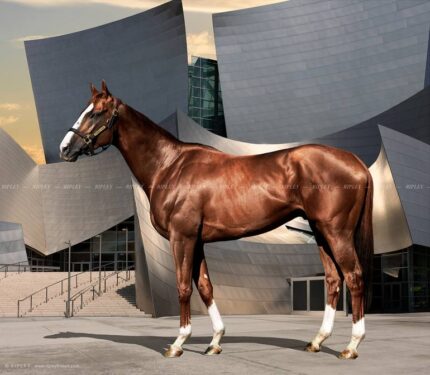 Original Animal Photography by R Ripley | Fine Art Art on Paper | 'California Chrome' - Limited Edition of 11 ;